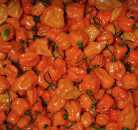 The offending habanero peppers.