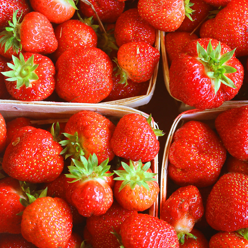 Strawberry with Wild Rose